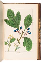 MICHAUX, François-André (1770-1855), and Thomas NUTTALL (1786-1859). The North American Sylva; or, a Description of the Forest Trees of the United States, Canada, and Nova Scotia . Philadelphia: Rice, Rutter & Co., 1865.
