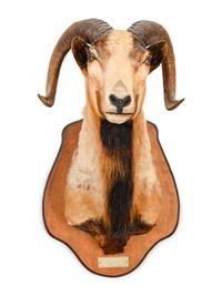 A Taxidermy Ram Shoulder Mount