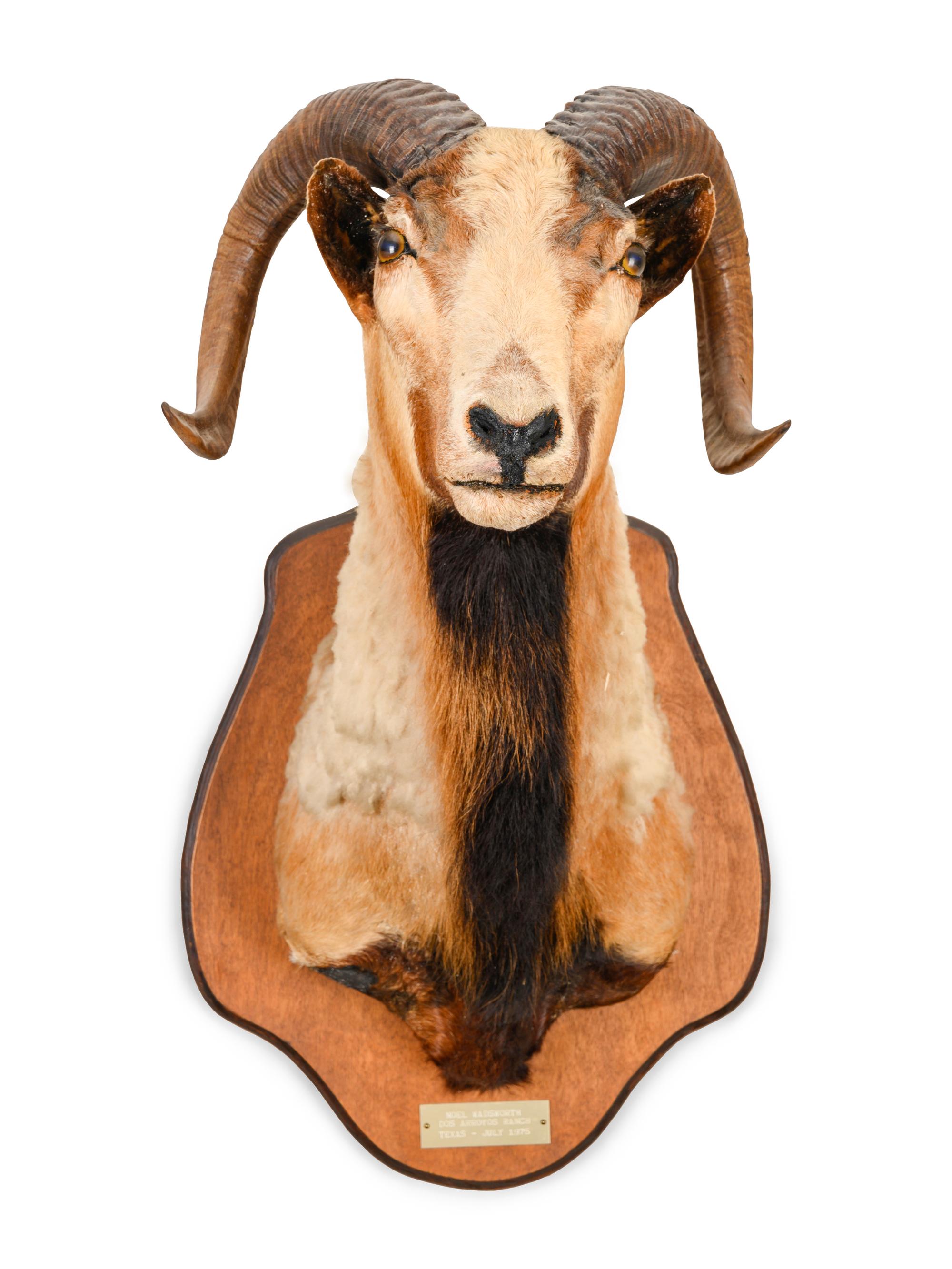 A Taxidermy Ram Shoulder Mount