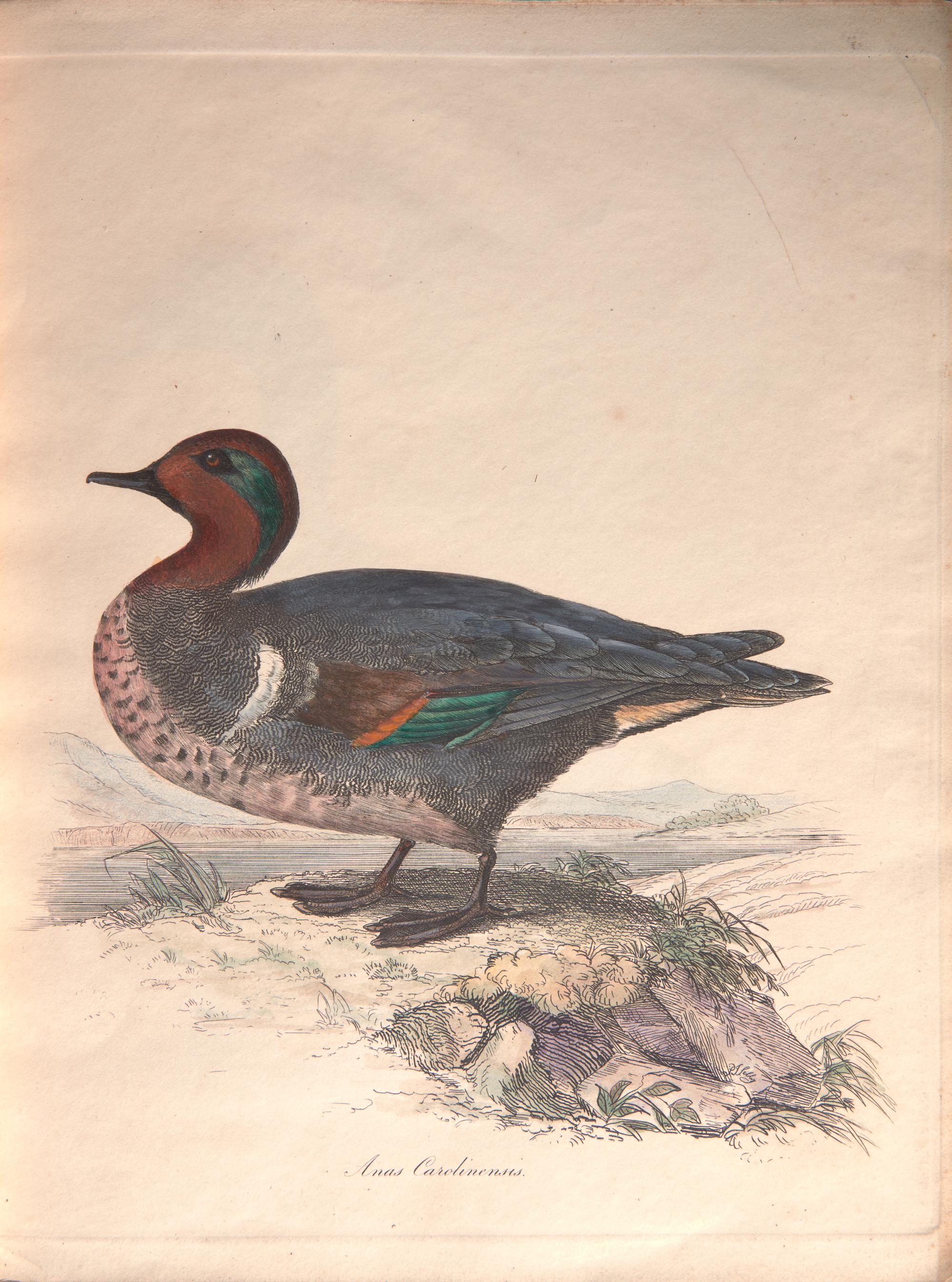[Natural History] [Jardine, Sir William]. Sir William Jardine's Illustrations of the Duck Tribe