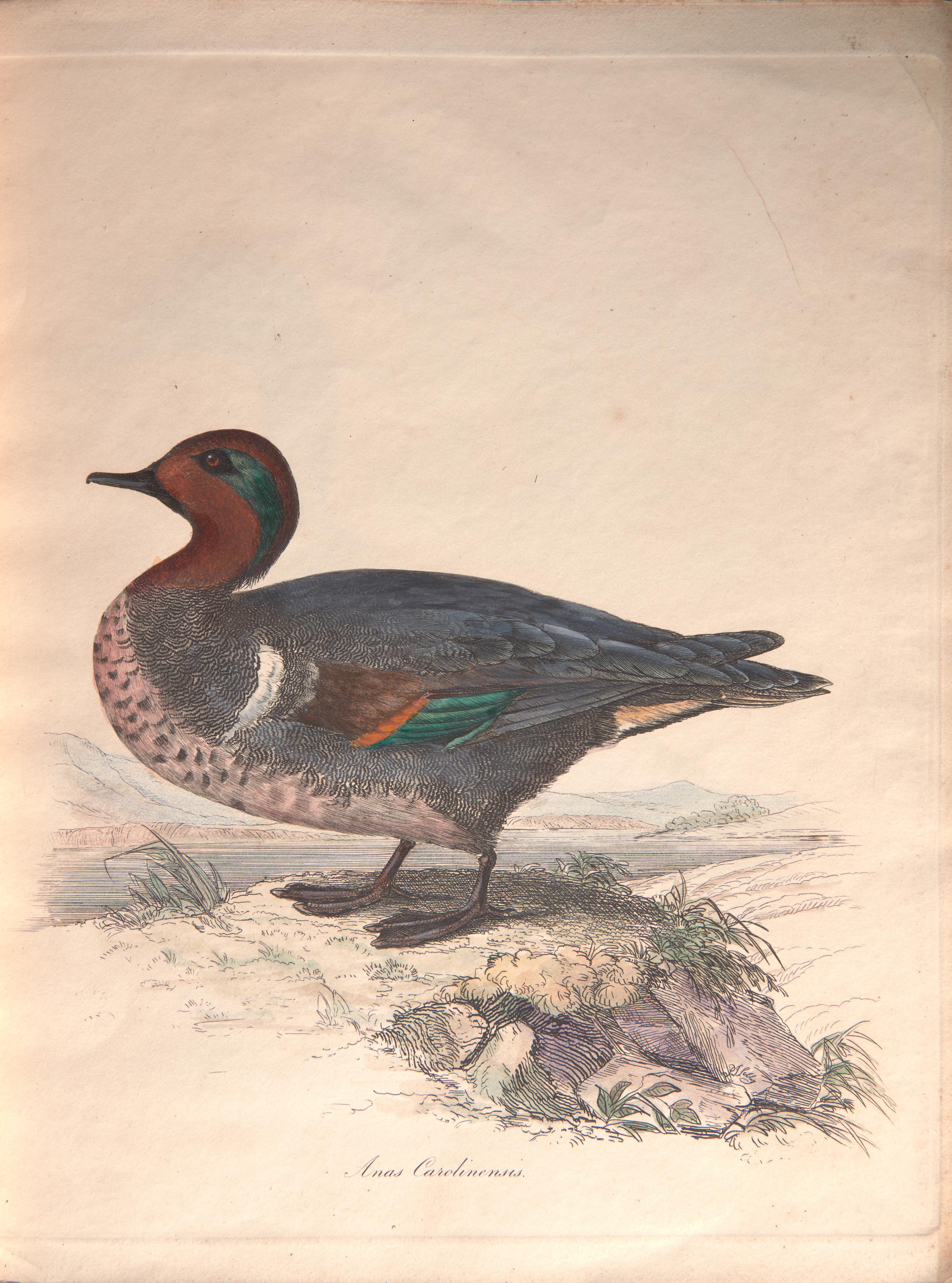 [Natural History] [Jardine, Sir William]. Sir William Jardine's Illustrations of the Duck Tribe