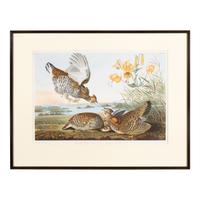 Audubon, John James (1785-1851) Pinnated Grous (Plate 296) Tetrao Cupido