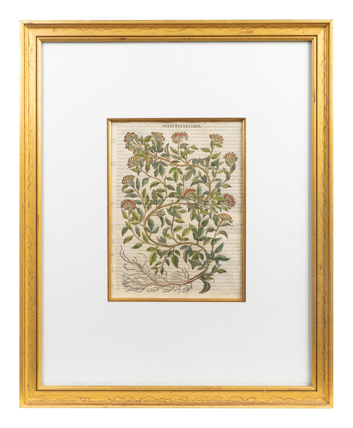 A Group of Eight Hand Colored Engravings Possibly After Matthias de l'Obel — 19TH CENTURY