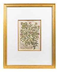A Group of Eight Hand Colored Engravings Possibly After Matthias de l'Obel — 19TH CENTURY
