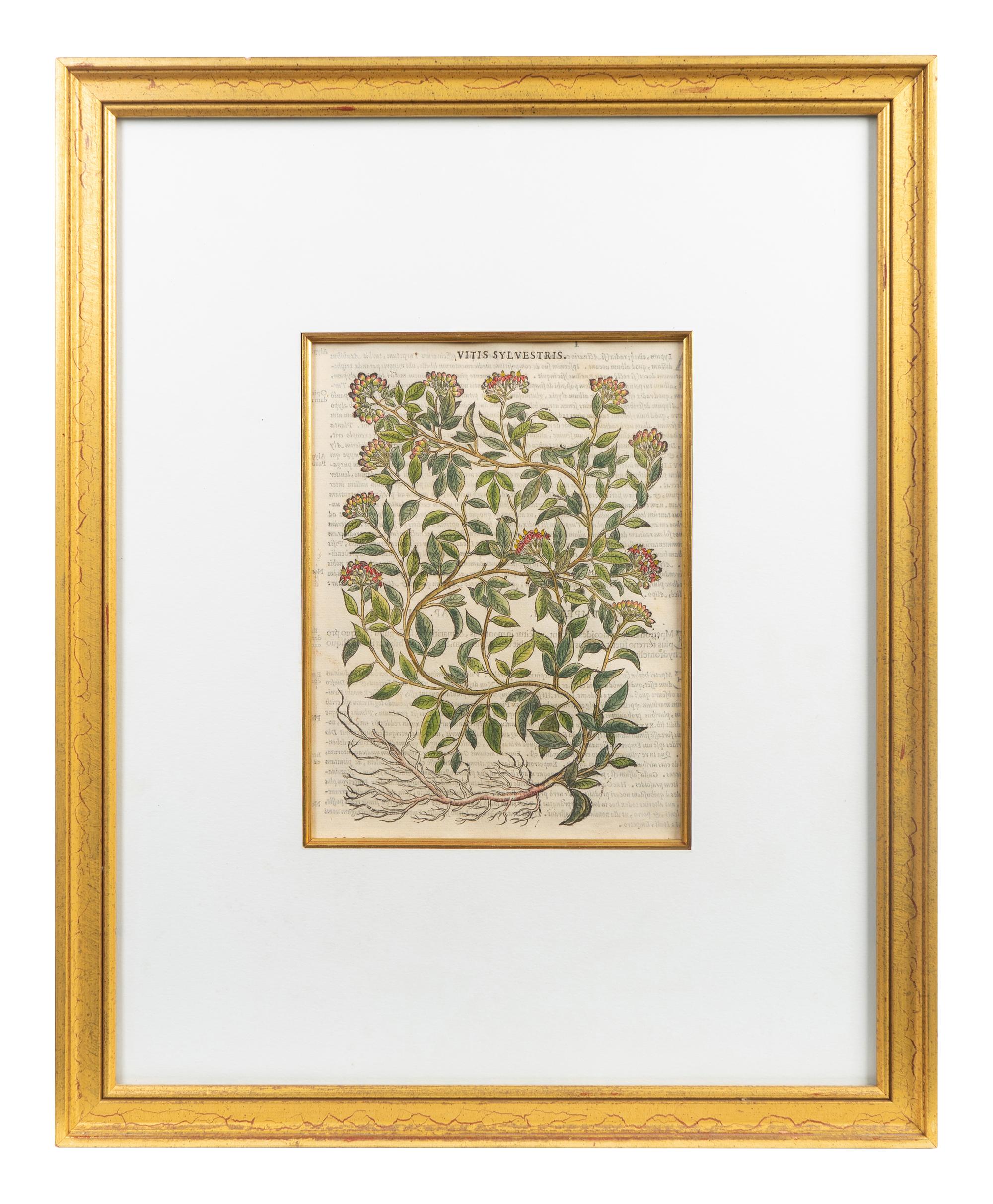A Group of Eight Hand Colored Engravings Possibly After Matthias de l'Obel — 19TH CENTURY
