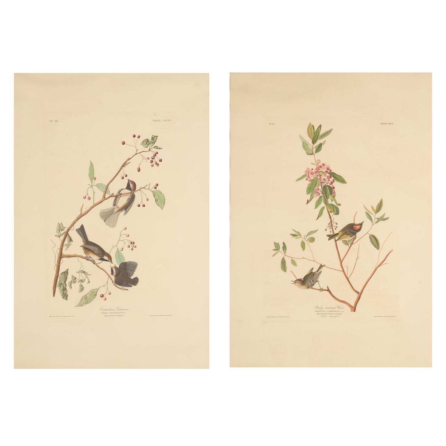 [Natural History] Audubon, John James. Group of 2 Prints