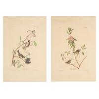 [Natural History] Audubon, John James. Group of 2 Prints