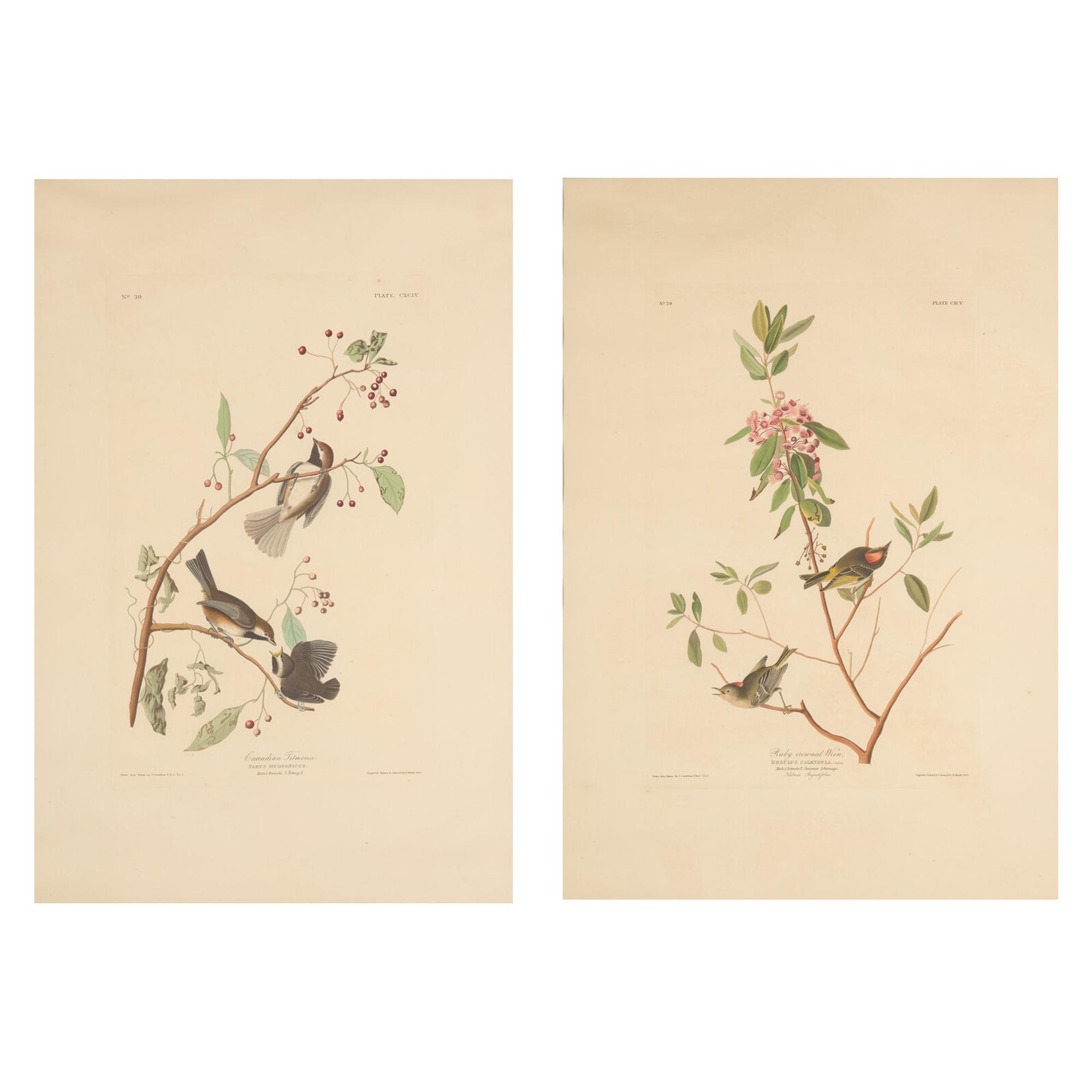 [Natural History] Audubon, John James. Group of 2 Prints
