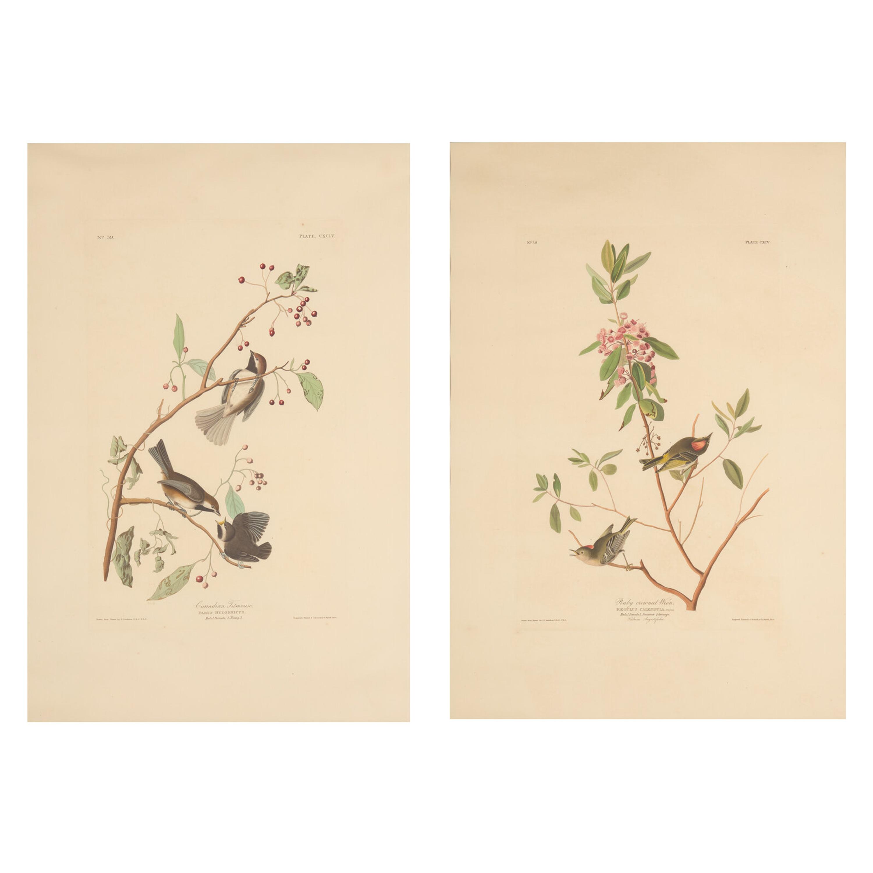 [Natural History] Audubon, John James. Group of 2 Prints