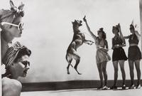 A Group of Ten Color Photographs depicting Various Dog Breeds Largest: 12 1/4 x 10 inches.