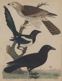 Alexander Lawson (1773-1846) and John G. Warnicke (died 1818), After Alexander Wilson (1766-1813), A Set of Sixteen Hand-Colored Engravings of Various Birds