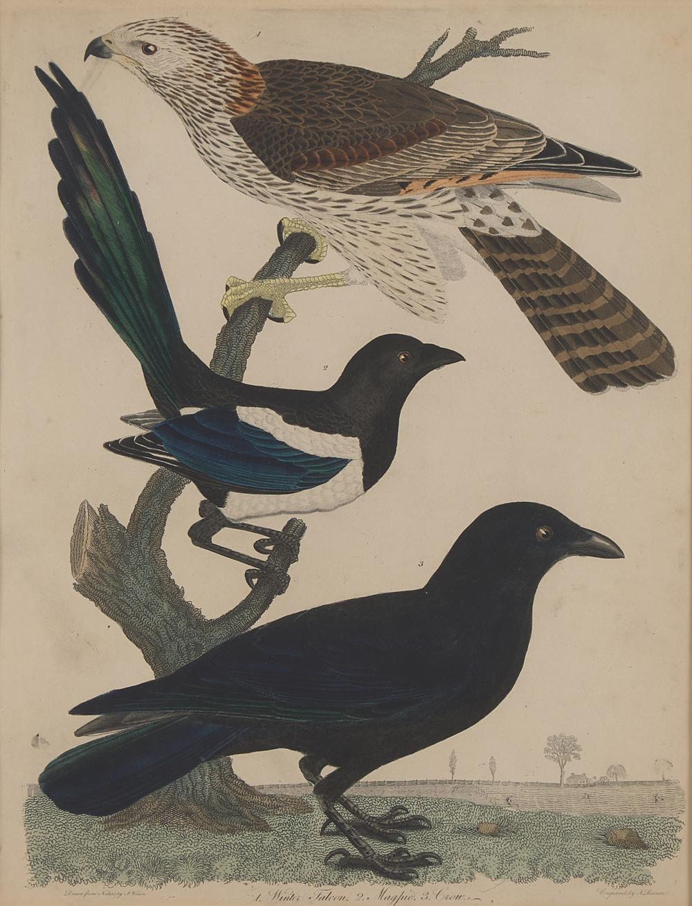 Alexander Lawson (1773-1846) and John G. Warnicke (died 1818), After Alexander Wilson (1766-1813), A Set of Sixteen Hand-Colored Engravings of Various Birds