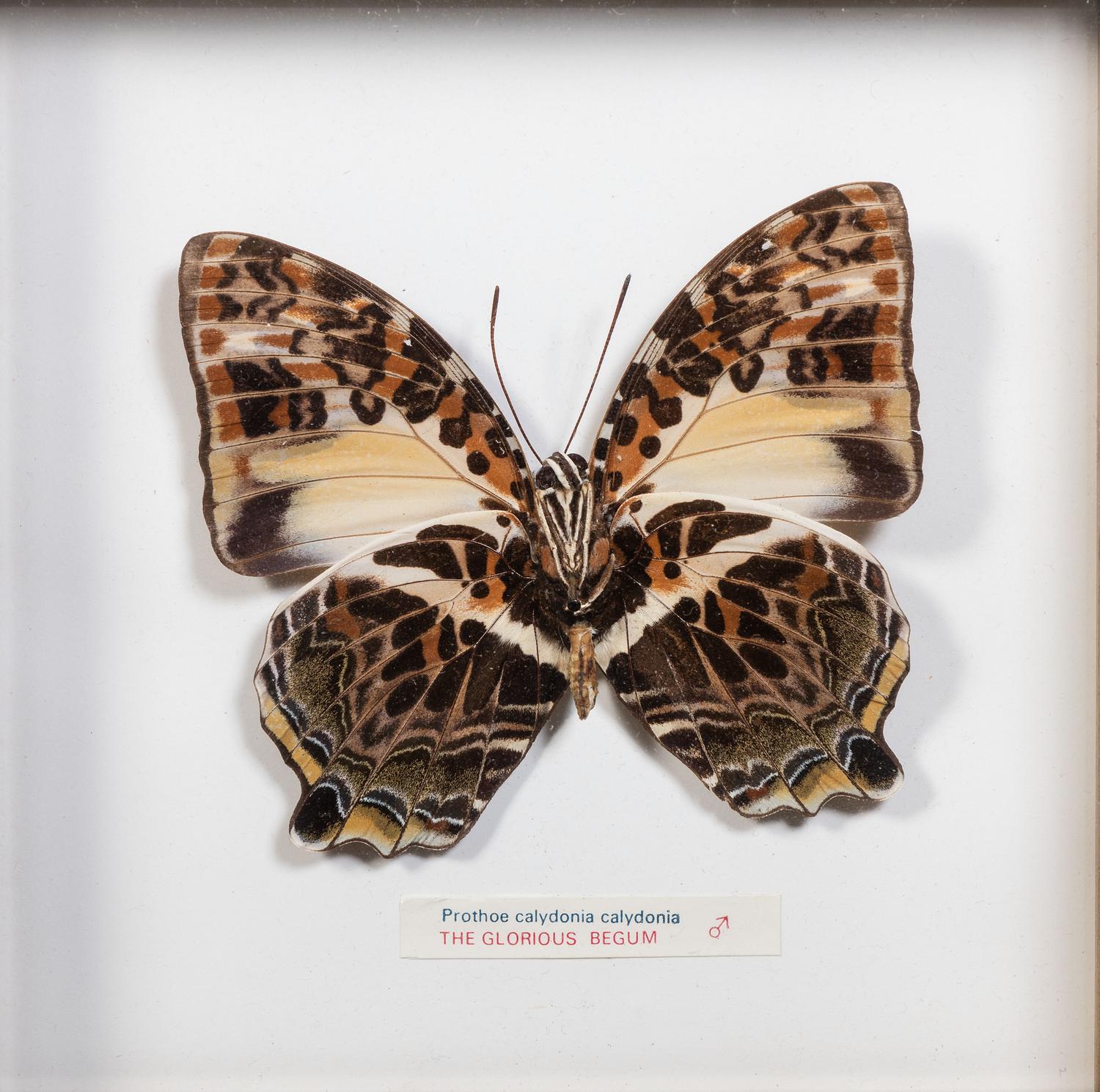 Seven Framed Groups of Lepidopterological Specimens