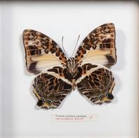 Seven Framed Groups of Lepidopterological Specimens