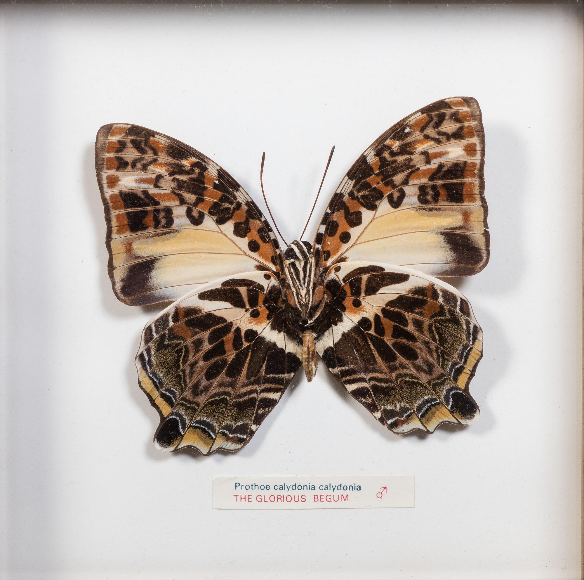Seven Framed Groups of Lepidopterological Specimens