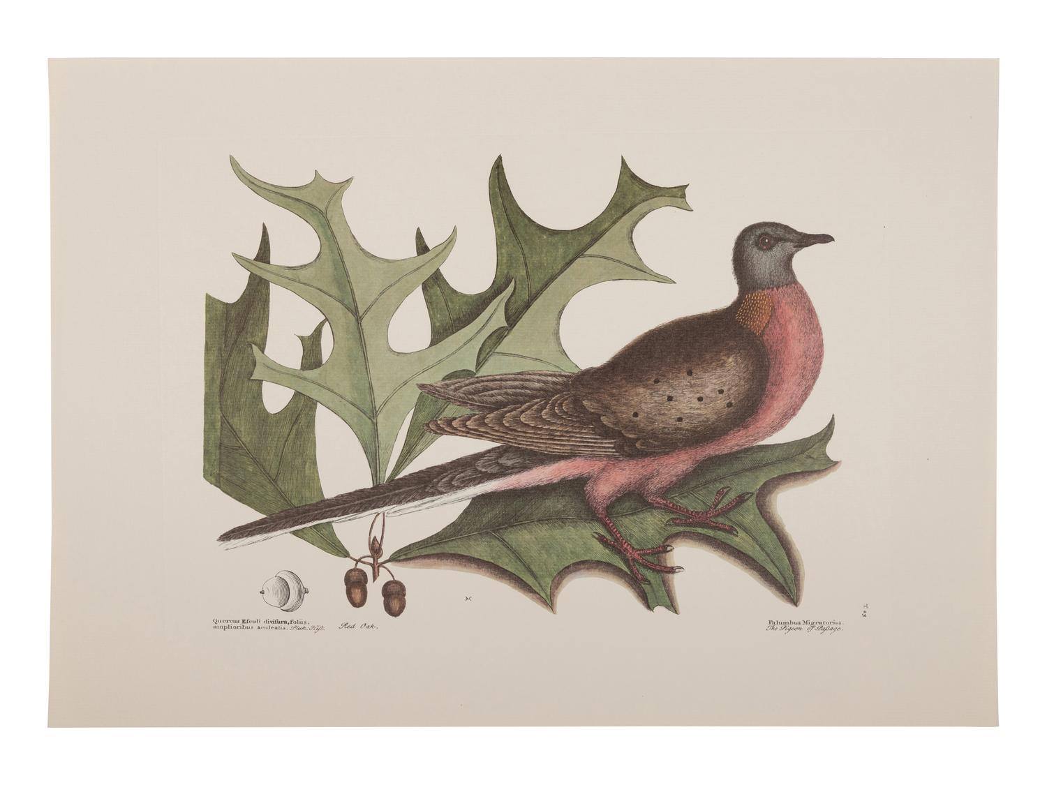 Two Ornithological Prints