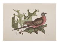 Two Ornithological Prints