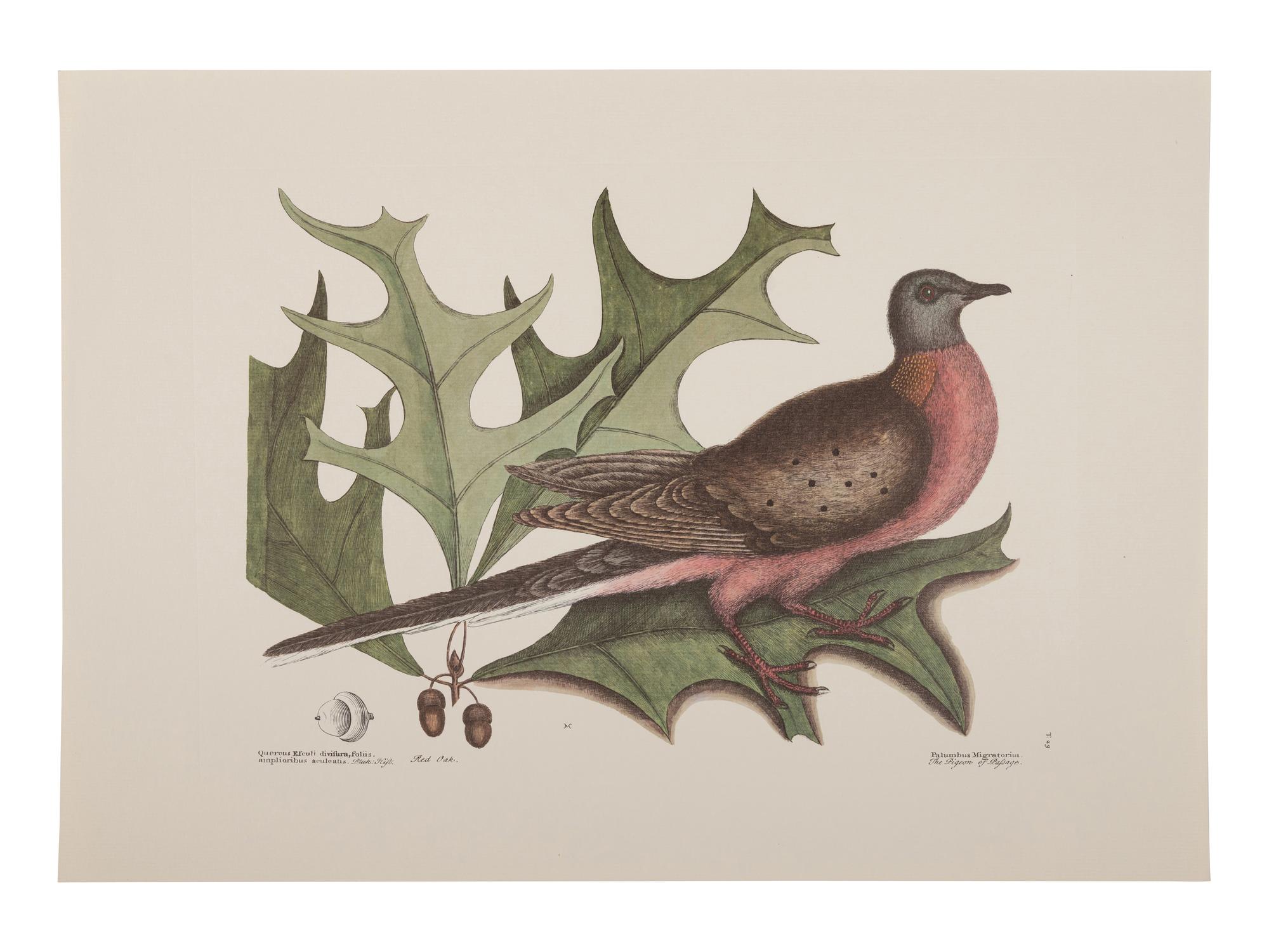 Two Ornithological Prints