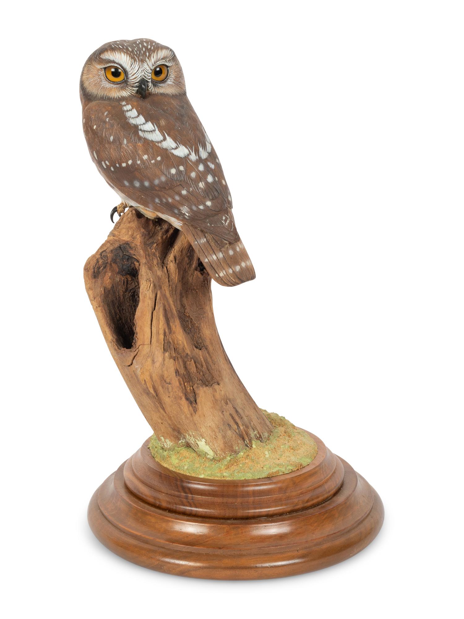 Saw Whet Owl