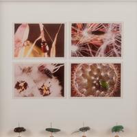 Insects