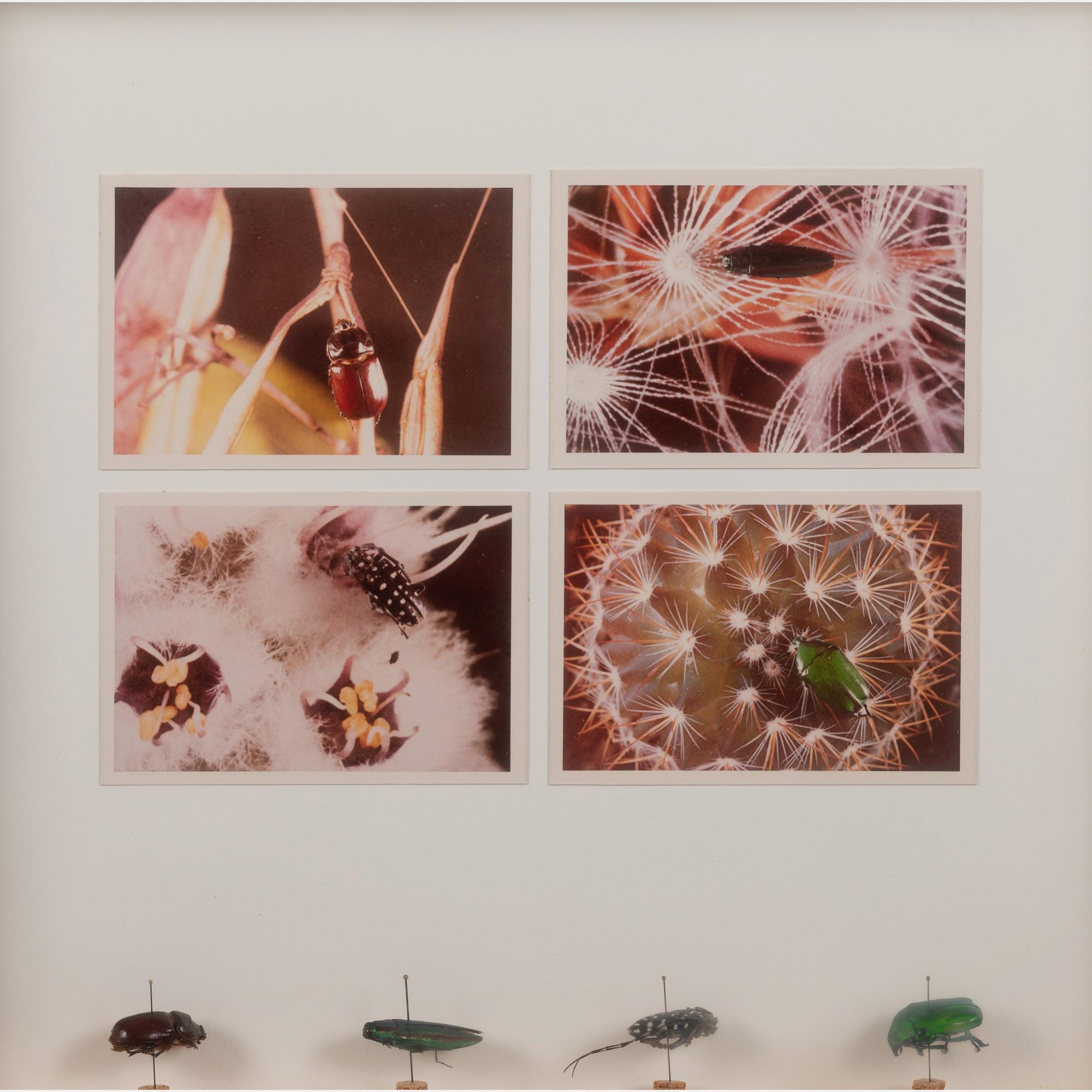 Insects