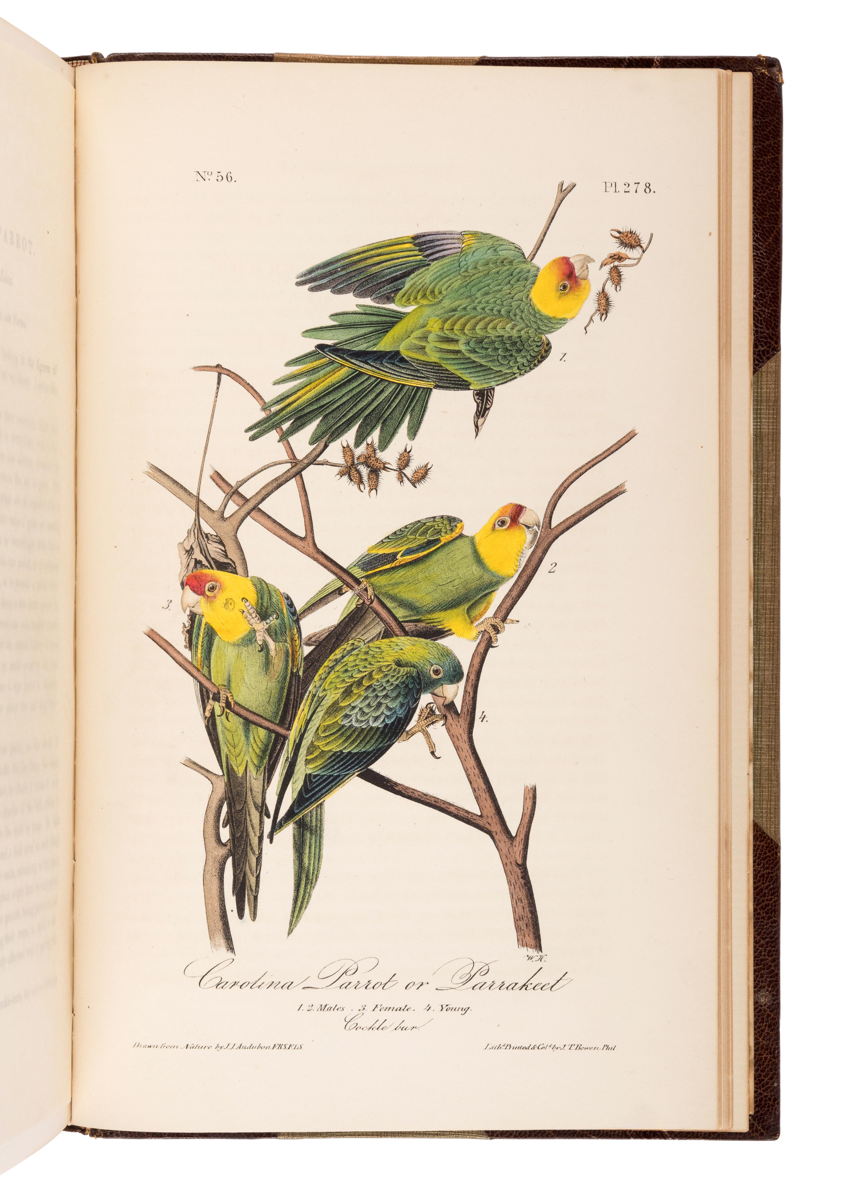 AUDUBON, John James (1785-1851). The Birds of America, from Drawings Made in the United States and their Territories . New York and Philadelphia: J.J. Audubon and J.B. Chevalier, [1839-] 1840-1844.