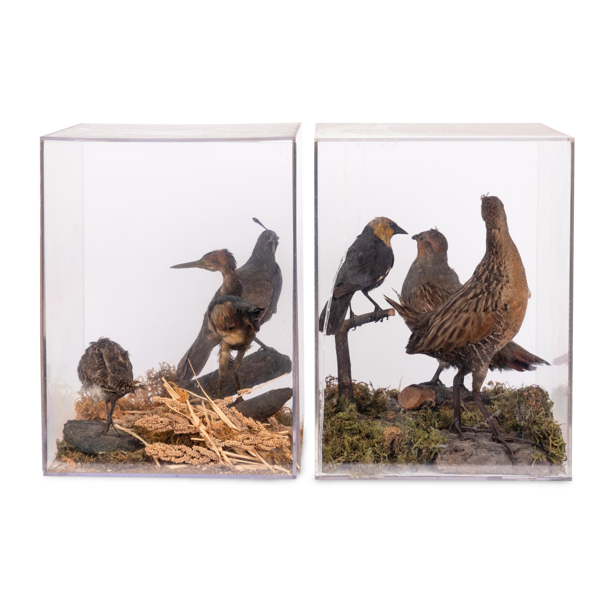 Two Taxidermy Bird Dioramas