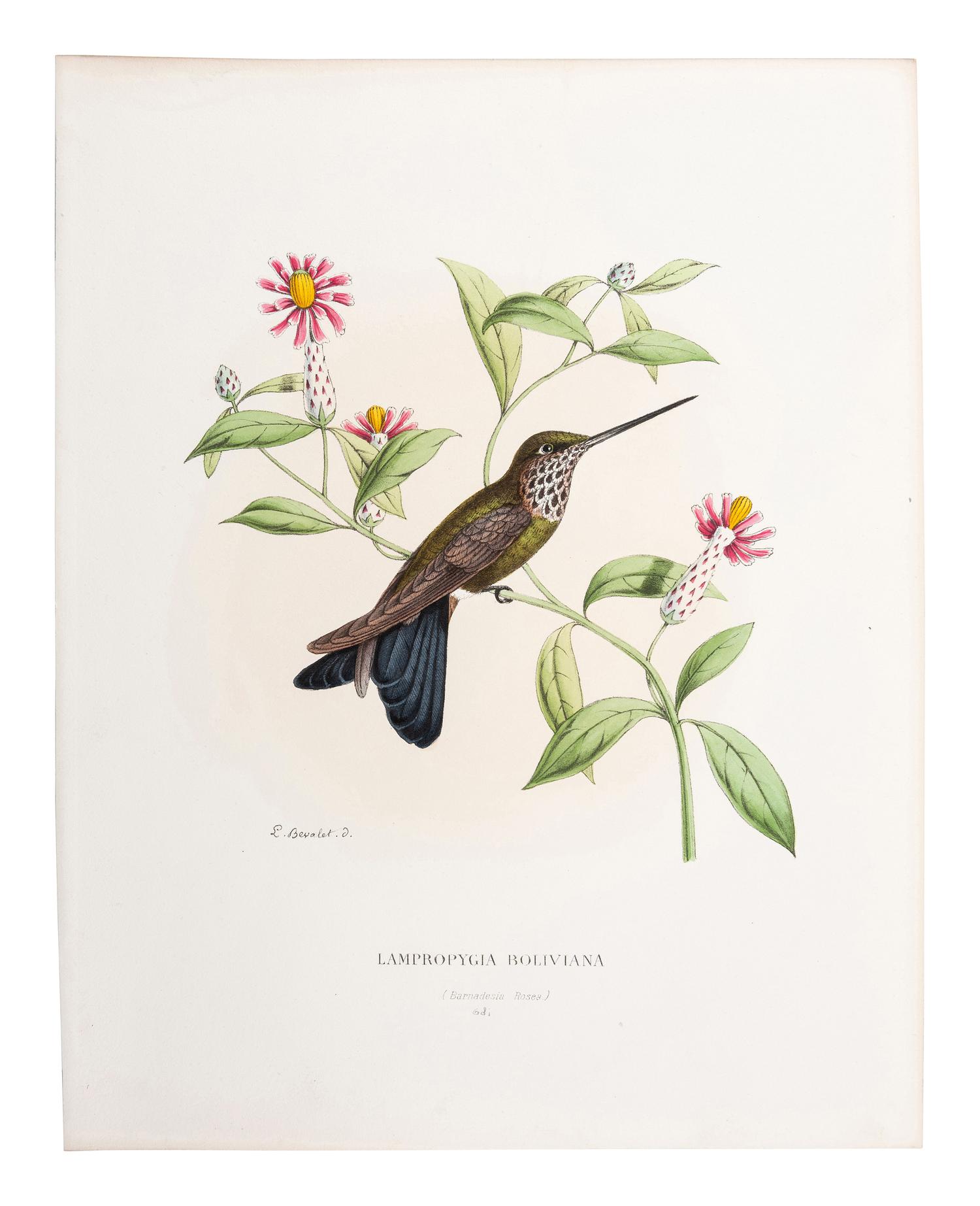 A Collection of Ornithology and Entomology Prints