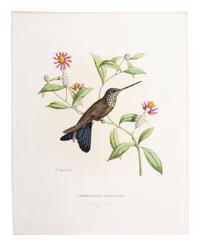 A Collection of Ornithology and Entomology Prints