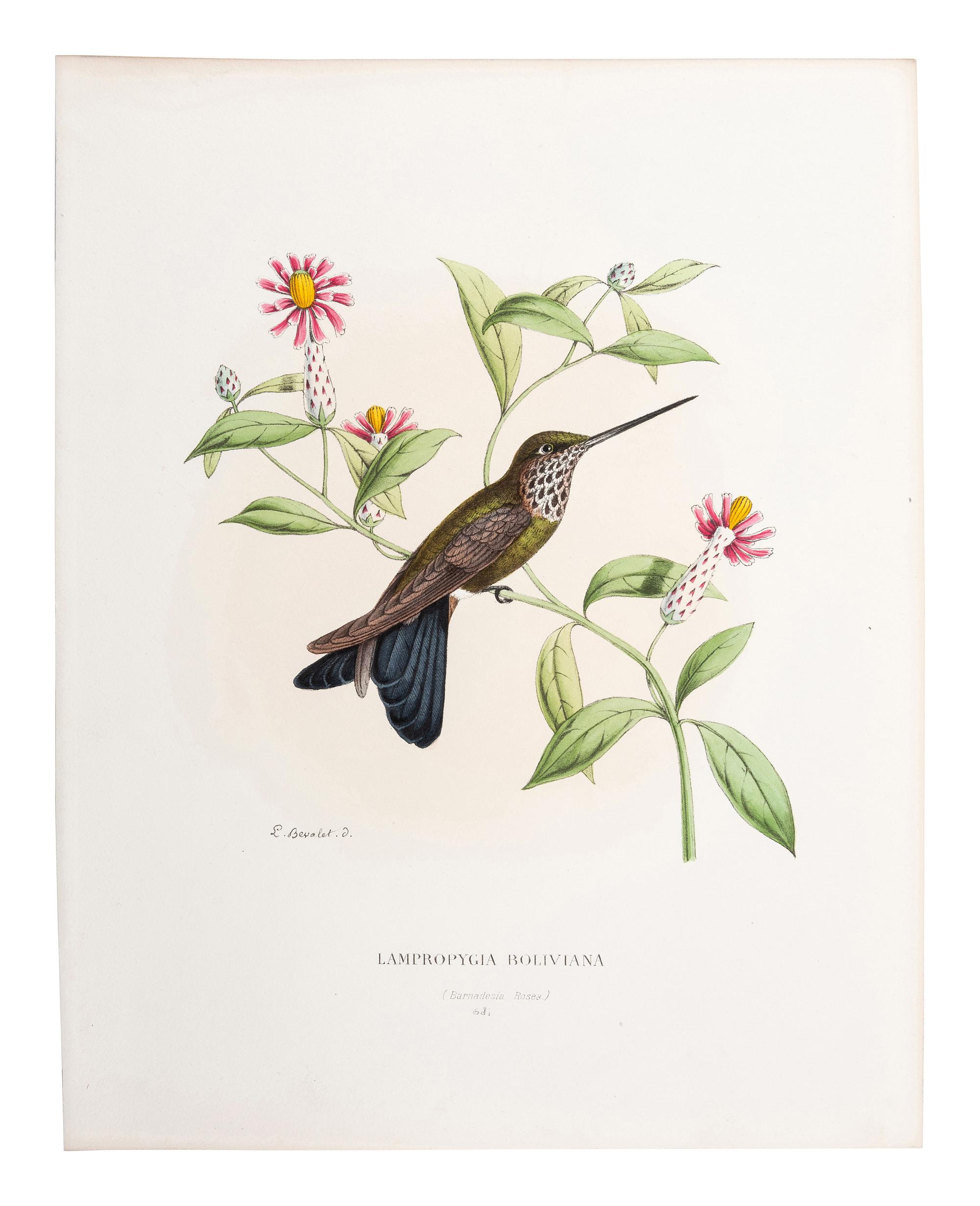 A Collection of Ornithology and Entomology Prints
