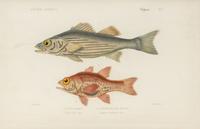 A Set of Eight Hand-Colored Fish Engravings