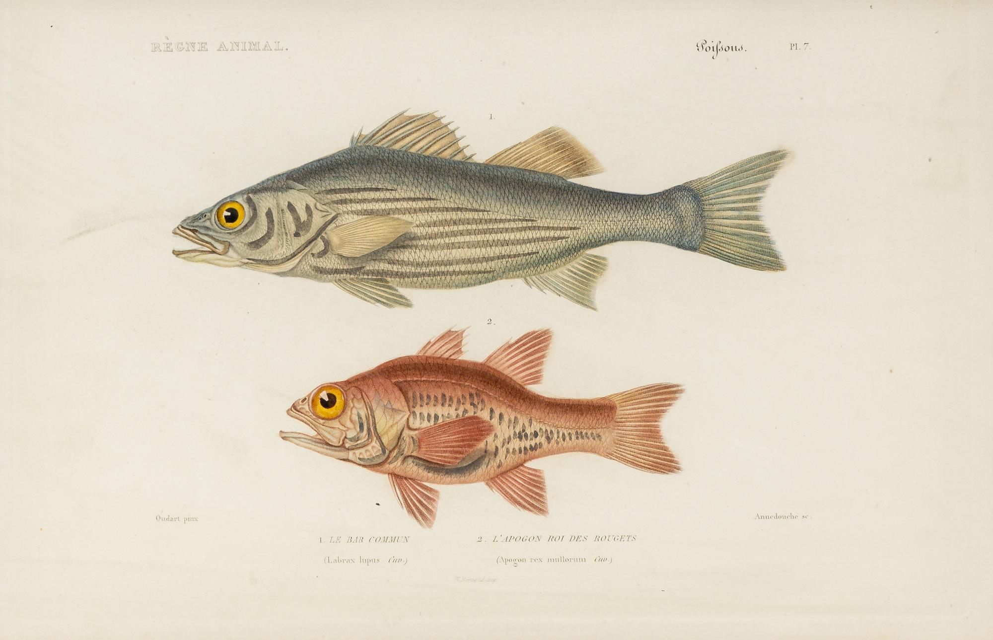A Set of Eight Hand-Colored Fish Engravings