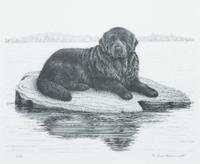 A Print of a Newfoundland 9 x 11 inches. — After Mario Girio Brummett
