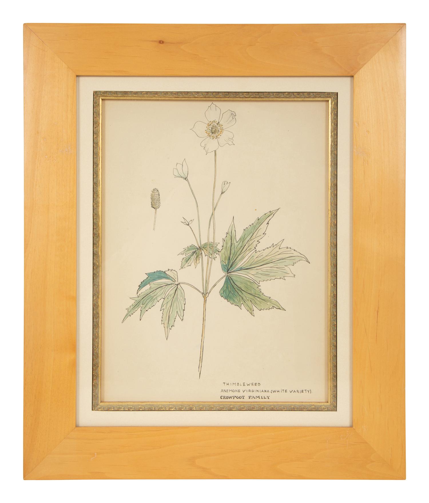 Eighteen Botanical Watercolors