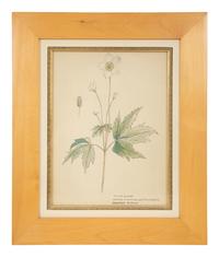 Eighteen Botanical Watercolors