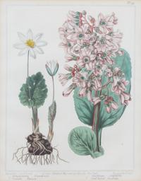 A Group of Six Botanical Color Prints 9 1/2 x 7 3/4 inches. — 20TH CENTURY