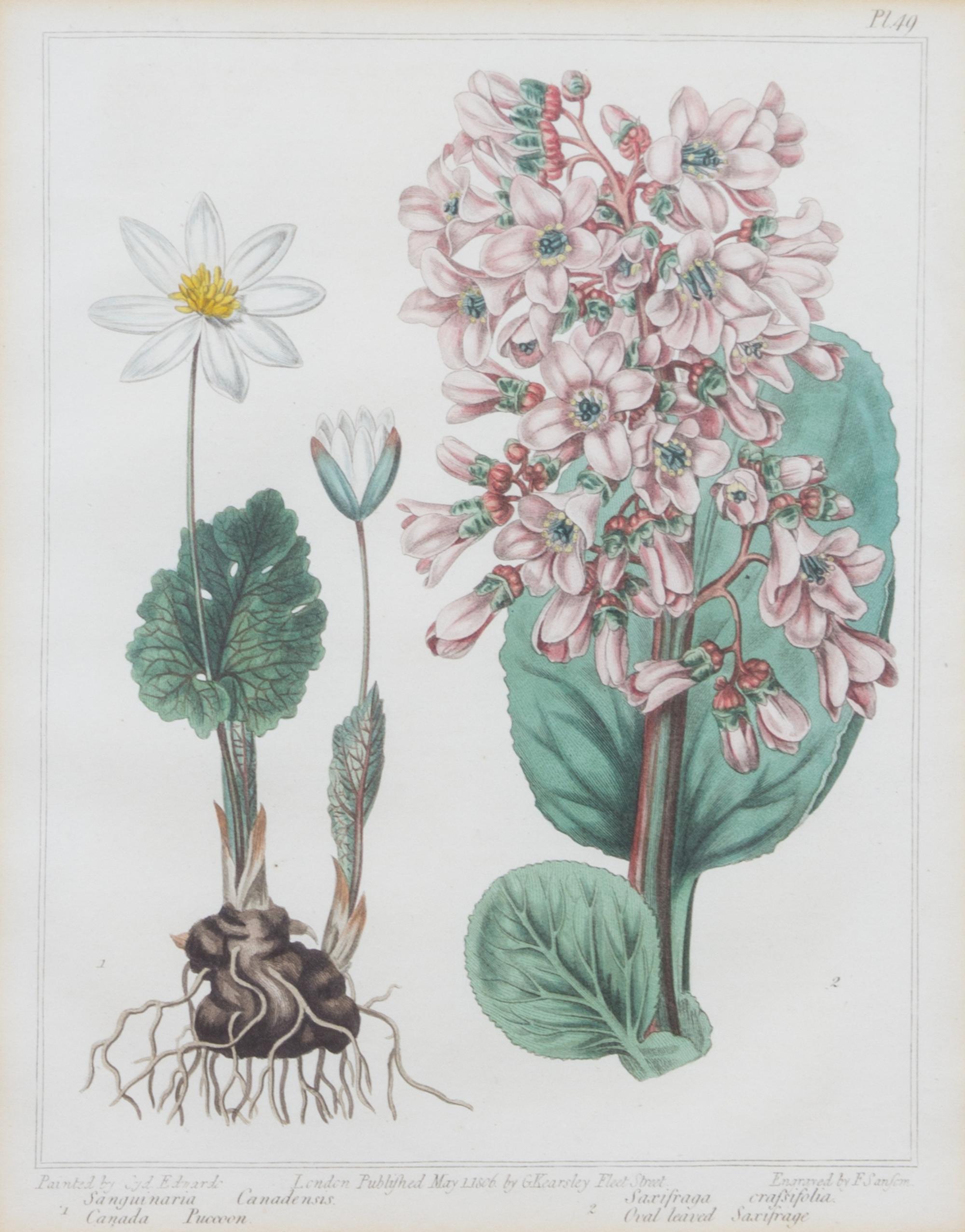 A Group of Six Botanical Color Prints 9 1/2 x 7 3/4 inches. — 20TH CENTURY