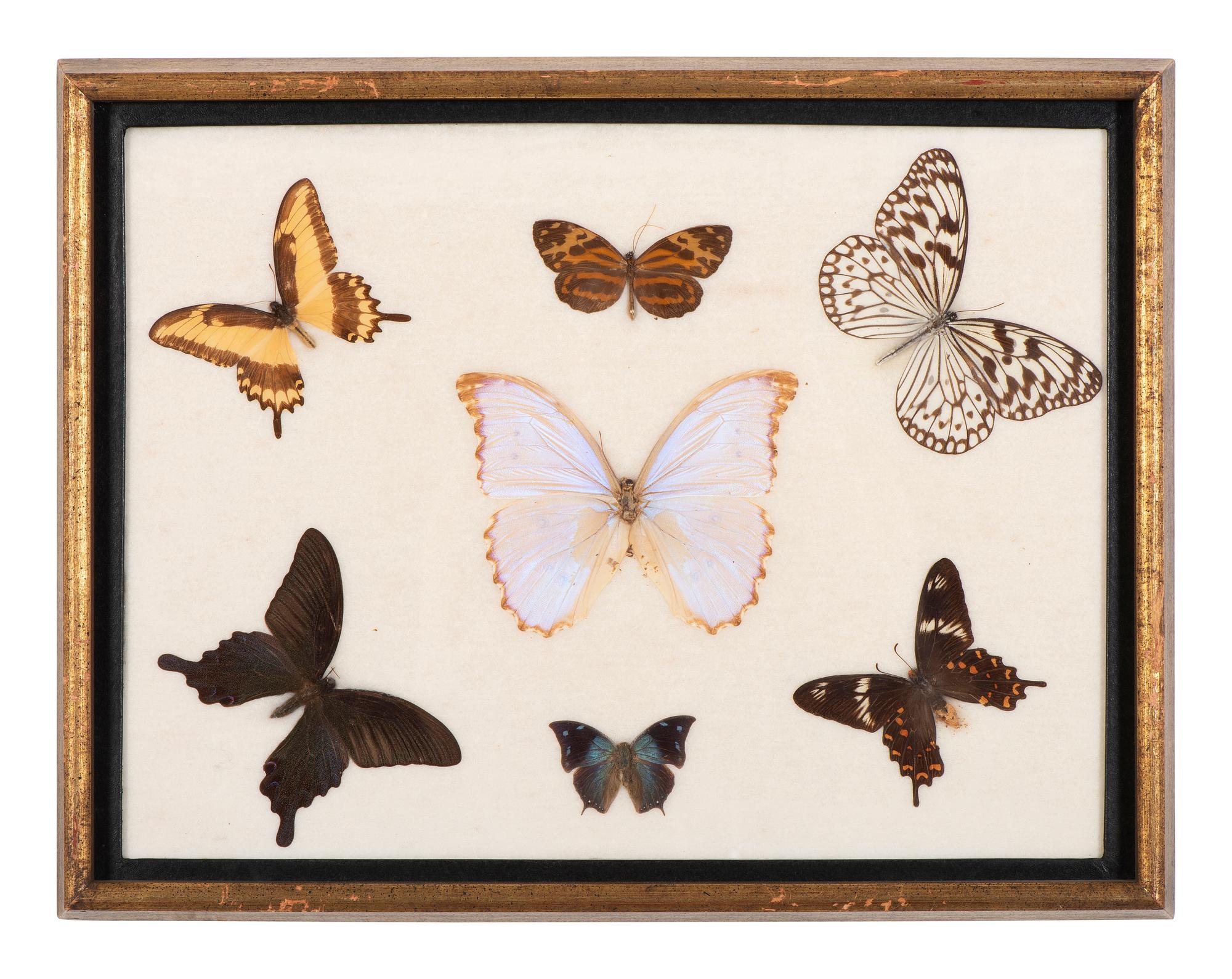 Three Framed Groups of Lepidopterological Specimens