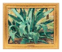 Century Plant near San Antonio