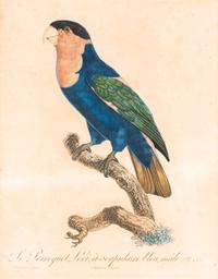 A Group of Nine Hand-Colored Engravings of Birds