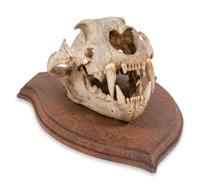 An African Lion Skull