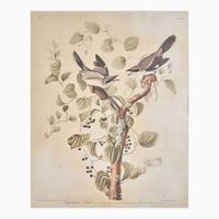 [Prints] Audubon, John J(ames). Loggerhead Shrike