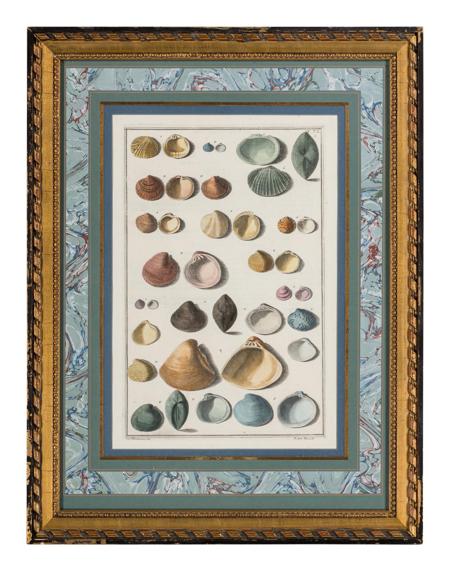 Five Framed Hand-Colored Engravings Depicting Mineral and Shell Specimens