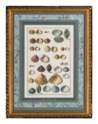 Five Framed Hand-Colored Engravings Depicting Mineral and Shell Specimens