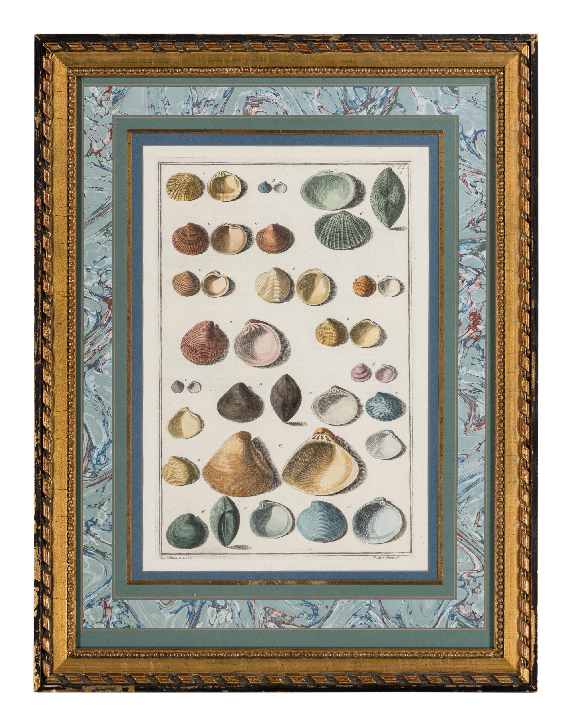 Five Framed Hand-Colored Engravings Depicting Mineral and Shell Specimens
