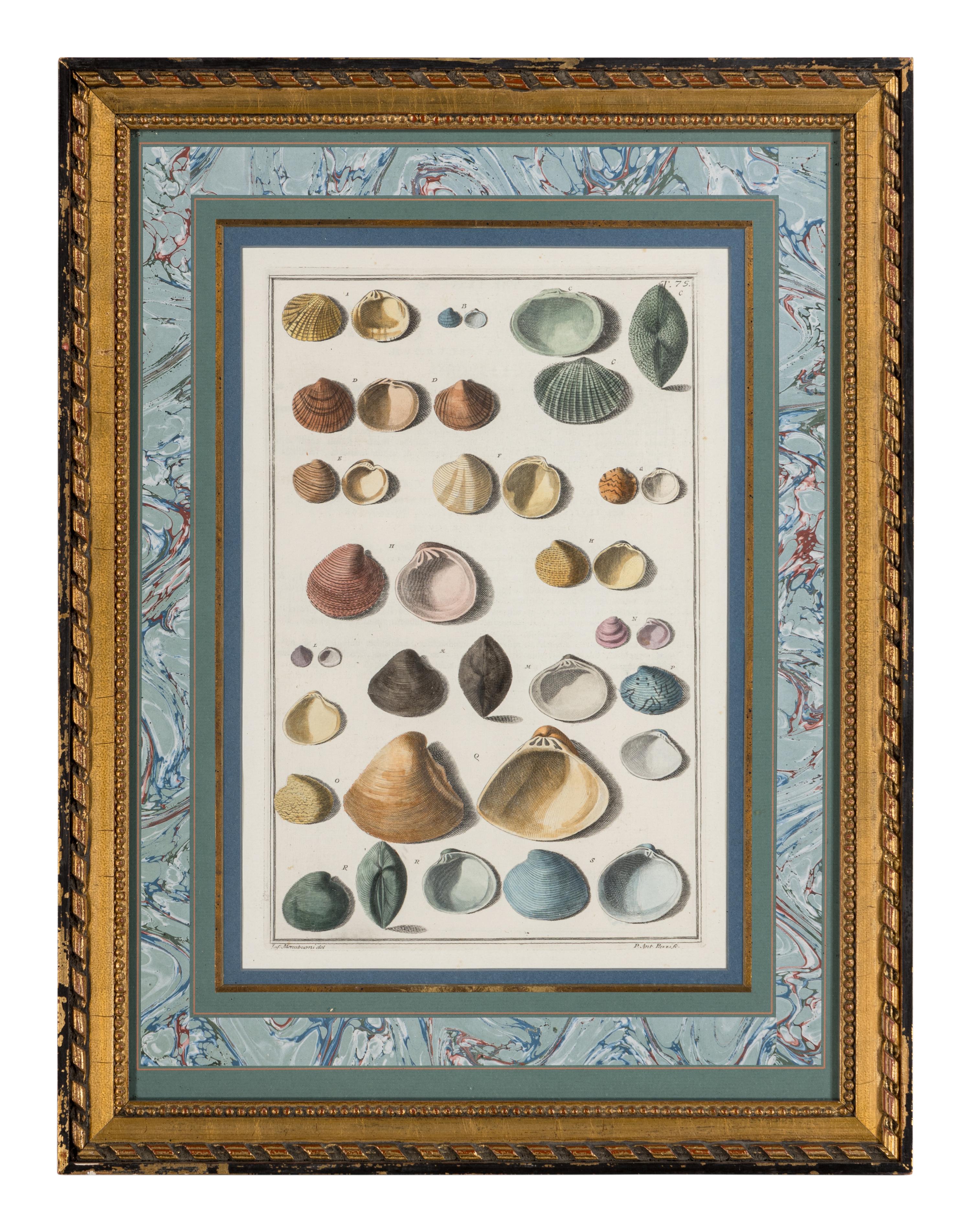 Five Framed Hand-Colored Engravings Depicting Mineral and Shell Specimens