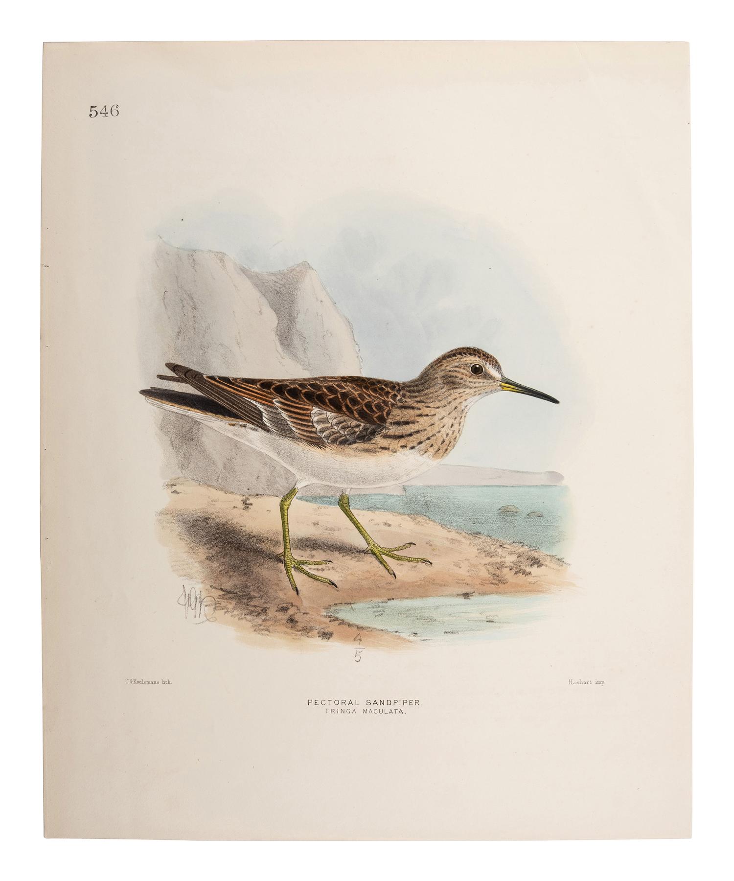 A Collection of Ornithology and Entomology Prints