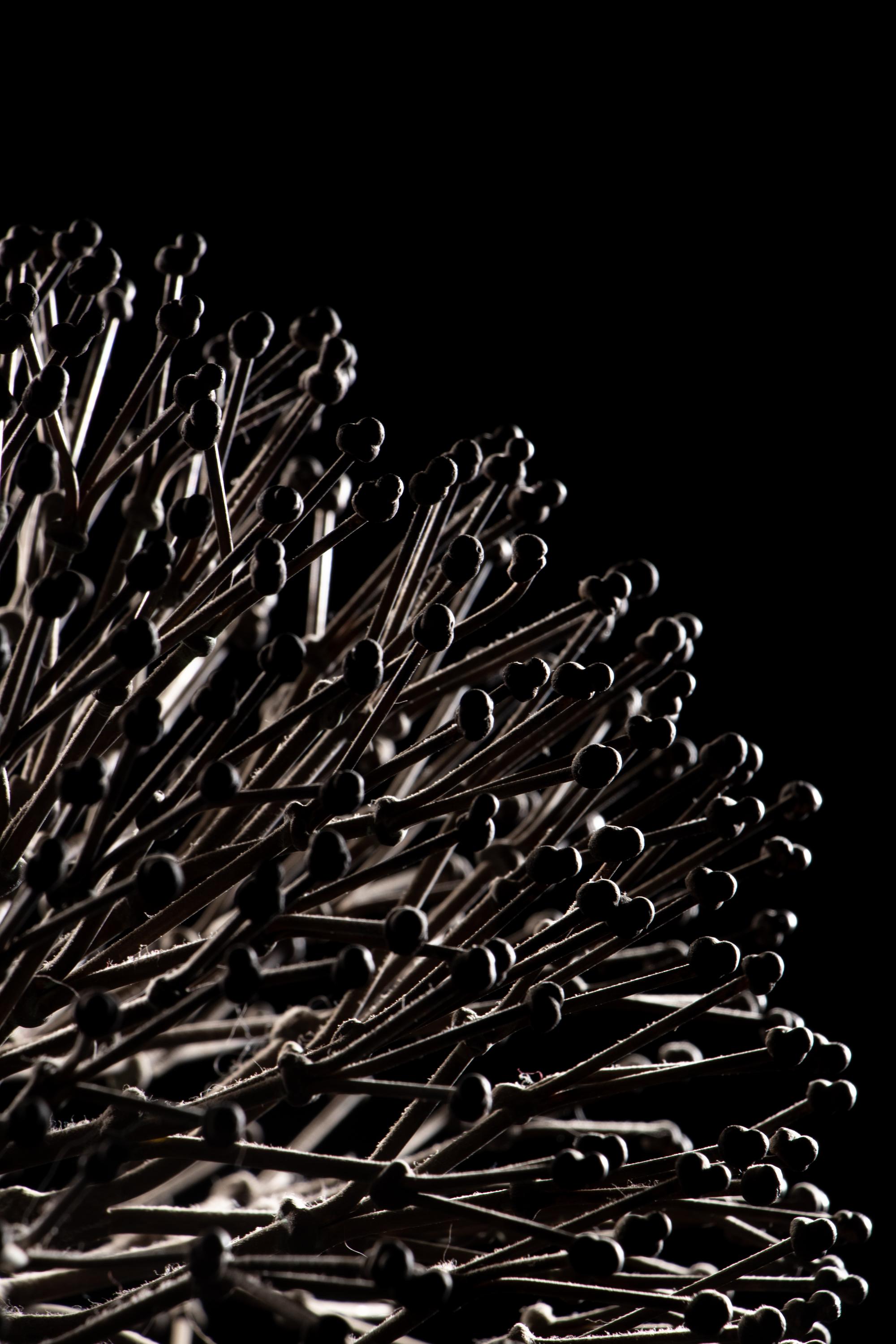 Untitled (Bush)