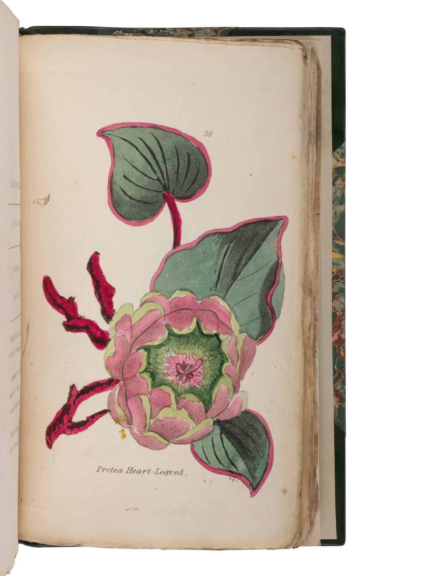 [NATURAL HISTORY]. MORIARTY, Henrietta Maria (1781-1842). Fifty Plates of Green-House Plants . London: T. Bensley, 1807.