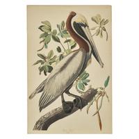 [Natural History] Audubon, John James. Brown Pelican